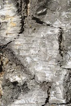 Common birch Stock Photos