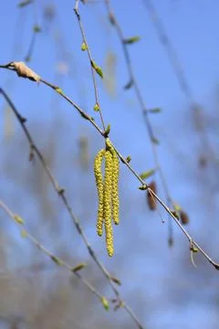 Common birch Stock Photos