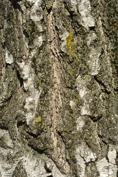 Common birch Stock Photos