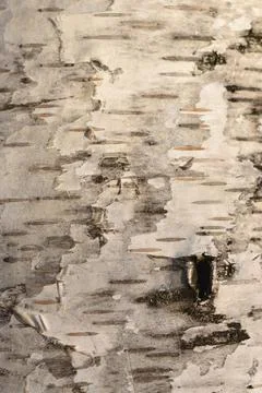 Common birch Stock Photos