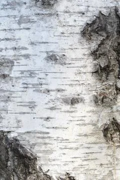 Common birch Stock Photos