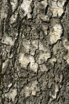 Common birch Stock Photos