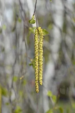 Common birch Stock Photos
