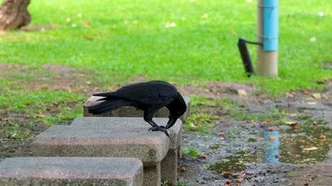 Common bird, black crow isolated in bottom corner of white background Stock Footage 311601667