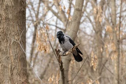 Common bird Corvus cornix aka hooded crow is perched on the tree. Stock Photos