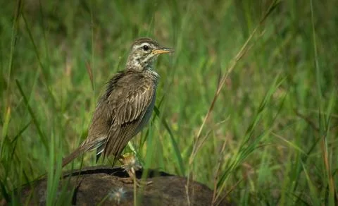 Common bird perched on a rock close-up Stock Photos