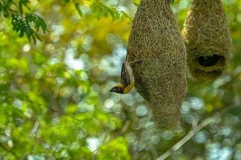 Common birds in Mysore Stock-Fotos