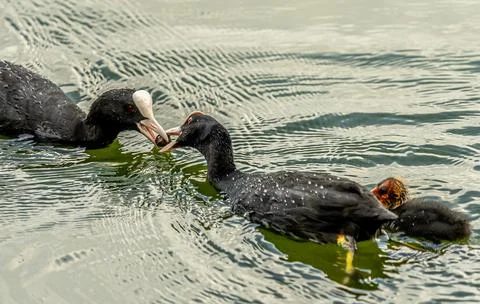 Common birds in Mysore Stock-Fotos