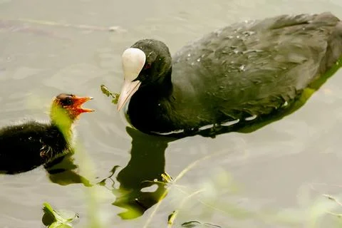 Common birds in Mysore Stock-Fotos