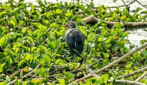 Common birds in Mysore Stock-Fotos