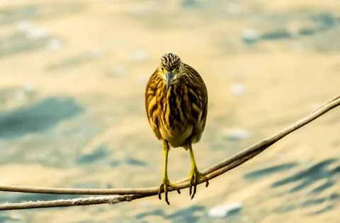 Common birds in Mysore Stock-Fotos