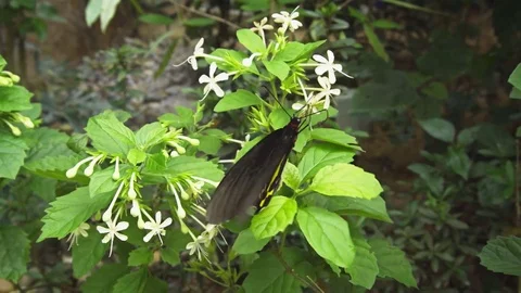 Common Birdwing Butterfly Feeding on Small White Flowers 스톡 동영상 82536185