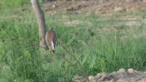 Common Bittern cleaning its tail Stock Footage 80924334