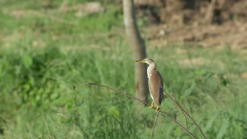 Common Bittern cleaning its wing Video stock 80924180