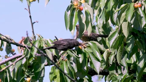 Common black bird, Turdus merula, foraging and eating cherry fruit Stock Footage