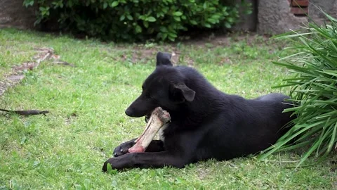 Common black dog eating a huge bone lying on the grass. Stock Footage 252399208