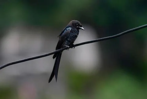 Common black drongo perched on a cable Stock Photos