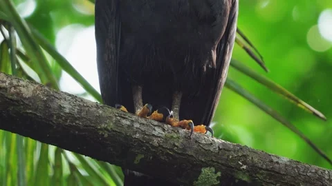 Common Black Hawk (Buteogallus anthracinus) close-up of talons Stock Footage 307632897