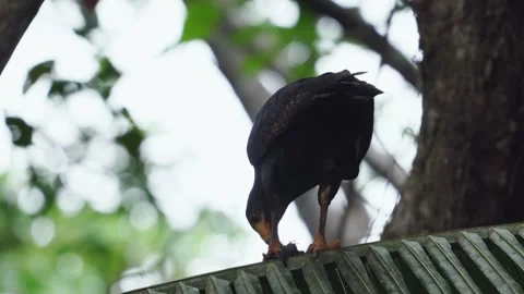 Common Black Hawk (Buteogallus anthracinus) eatin in atreet, Colombia Stock Footage 307634240