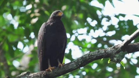 Common Black Hawk (Buteogallus anthracinus) walking on tree branch Stock Footage 307635173
