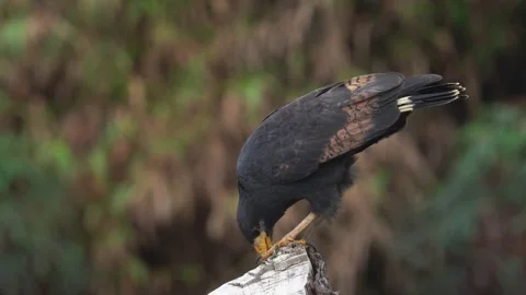 Common Black Hawk (Buteogallus anthracinus) eating crab on tree trunk Stock Footage 307635511