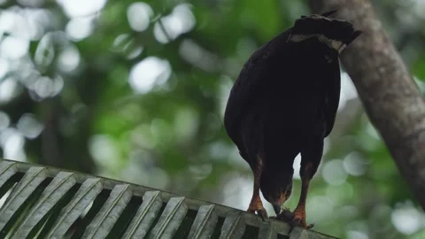 Common Black Hawk (Buteogallus anthracinus) eatin in treet, Stock Footage 307635522