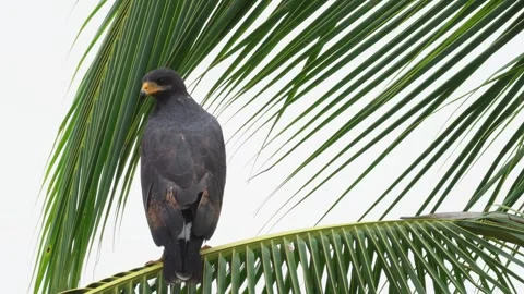 Common Black Hawk (Buteogallus anthracinus) perched atop palm leaf back view Stock Footage 307635599
