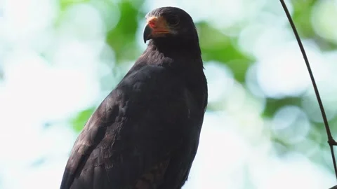 Common Black Hawk (Buteogallus anthracinus) close-up calling aggressively Stock Footage 307635782