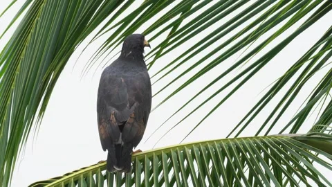 Common Black Hawk (Buteogallus anthracinus) perched atop palm leaf back view Stock Footage 307636094