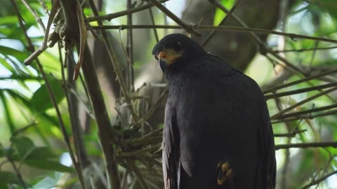 Common Black Hawk (Buteogallus anthracinus) perched on a tree with one talon Stock Footage 307636196