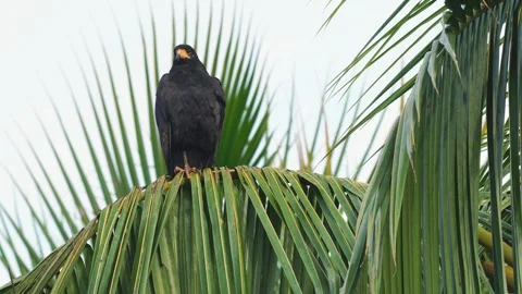 Common Black Hawk (Buteogallus anthracinus) perched atop palm leaf Stock Footage 307636285
