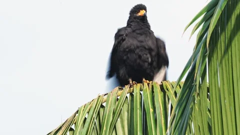 Common Black Hawk (Buteogallus anthracinus) perched on coconut palm fronds, Stock Footage 307636441