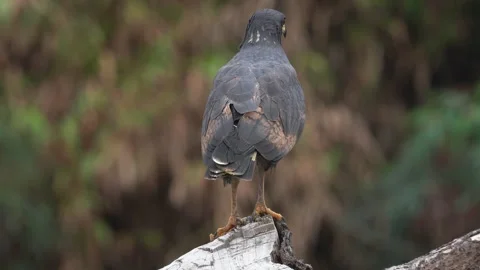 Common Black Hawk (Buteogallus anthracinus) perched on tree trunk Stock Footage 307636477