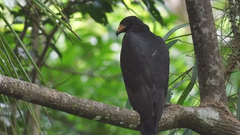 Common Black Hawk (Buteogallus anthracinus) perched on tree Stock Footage 307636978
