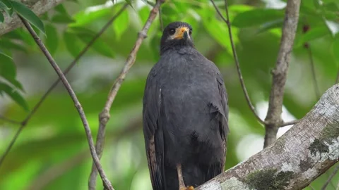 Common Black Hawk (Buteogallus anthracinus) singing atop a coconut palm Stock Footage 307637438