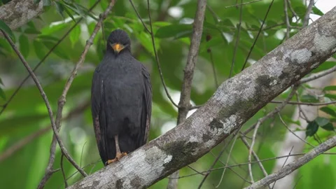 Common Black Hawk (Buteogallus anthracinus) perched on tree shaking head Stock Footage 307637701