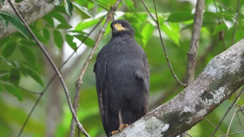 Common Black Hawk (Buteogallus anthracinus) perched with one foot raised Stock Footage 307637944