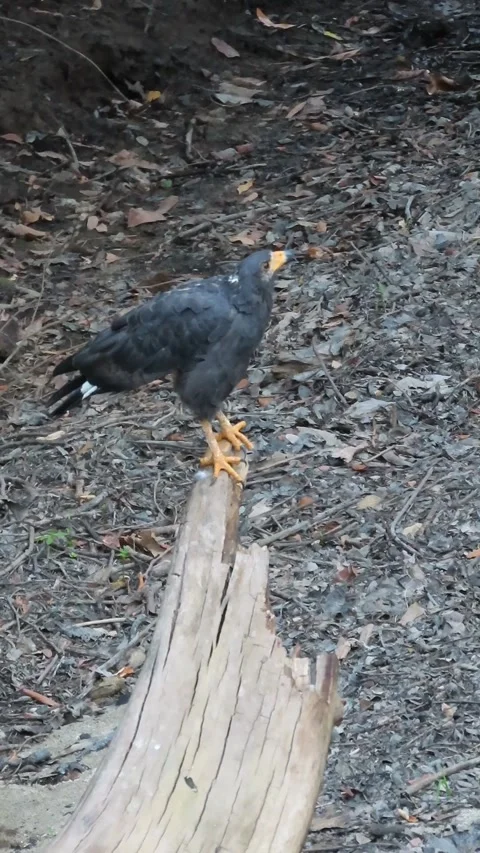 Common Black Hawk Defecating on Tree Stump Stock-Footage 342737329