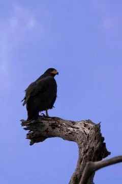 Common black hawk perched Stock Photos