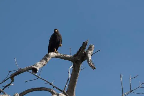 Common black hawk perched on tree Stock Photos