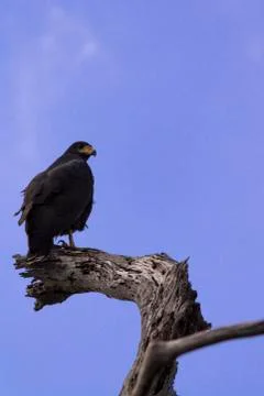 Common black hawk perched on tree Stock Photos