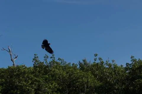 Common black hawk Stock Photos