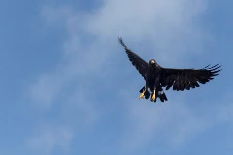 Common black hawk Stock Photos