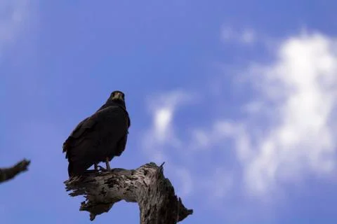 Common black hawk Foto stock