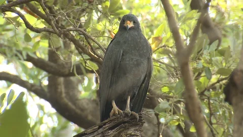 Common Black Hawk Raptor Bird in Jungle ... | Stock Video | Pond5