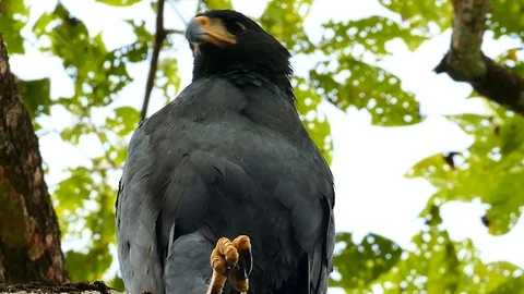 Common black hawk takes off from large tree branch in Panama Stock Footage 123567249