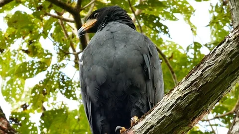 Common black hawk turning head around analysing surroundings Stock Footage 123568737