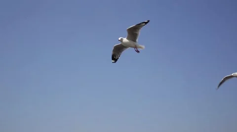 Common black-headed gull Stock Footage 51658906