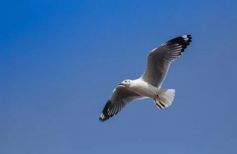Common black-headed gull Foto stock