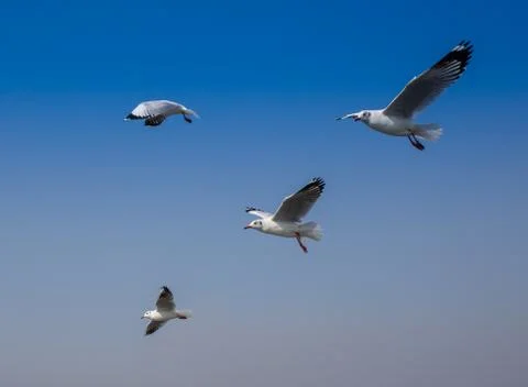 Common black-headed gull Stock Photos